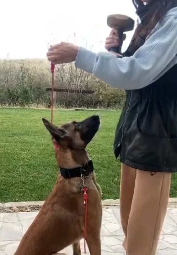 Stoperli Eğitim Tasması.