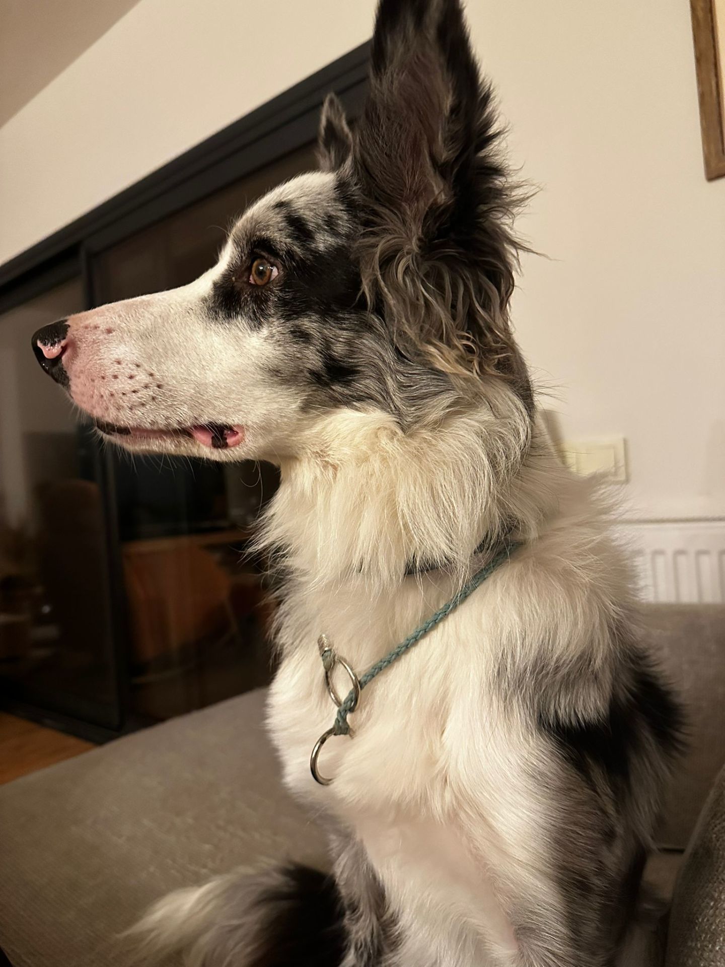 Köpek Egitim Tasma Cift Halkalı Klasik Model