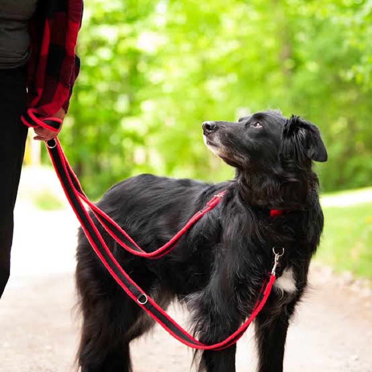 Çift kançalı köpek kayışı. Özel tasarım karabinalı