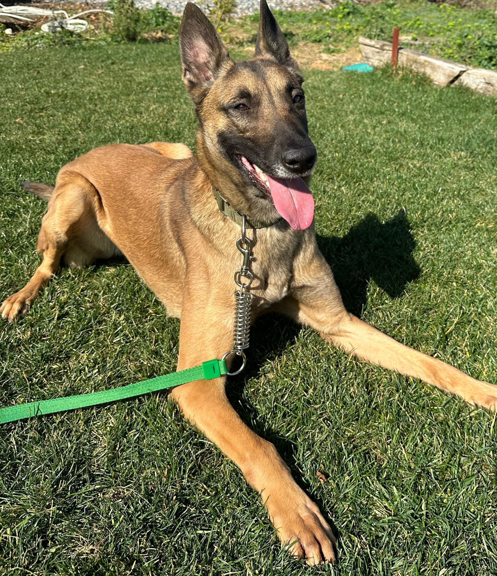 Anti-Şok yaylı köpek kayışı