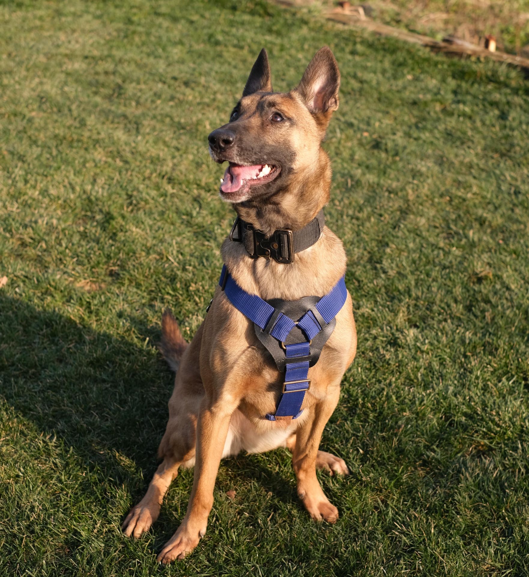 K9 Göğüş Tasması Tactical Harness. Büyük Irk Göğüs Tasması.