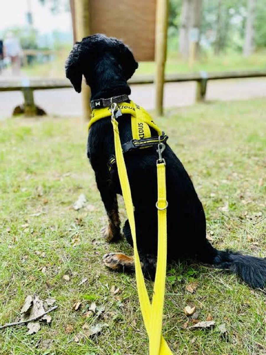 Çift kançalı köpek kayışı. (GÜMÜŞ KANÇALI)