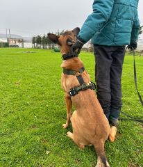 Tactical Kulplu K9 Büyük Irk Köpek Tasması EN 4 CM