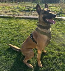 Tactical Kulplu K9 Büyük Irk Köpek Tasması EN 4 CM