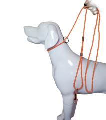 Köpek Yarışma Tasma & Kayışı Turuncu