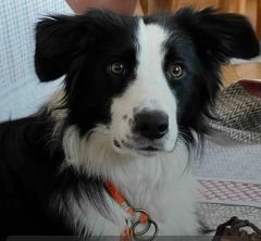 Köpek Egitim Tasma Cift Halkalı Klasik Model