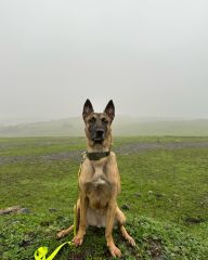 Tactical Orta Irk Köpek Tasması EN 3 CM