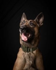 Tactical Orta Irk Köpek Tasması EN 3 CM