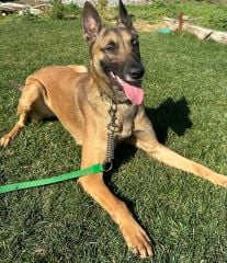 Anti-Şok yaylı köpek kayışı
