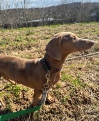 Anti-Şok yaylı köpek kayışı