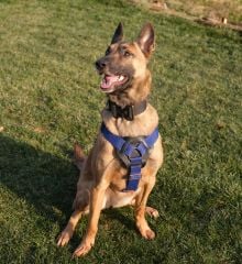 K9 Göğüş Tasması Tactical Harness. Büyük Irk Göğüs Tasması.