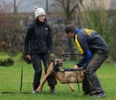 K9 Göğüş Tasması Tactical Harness. Büyük Irk Göğüs Tasması. Saks