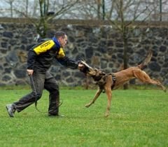 K9 Göğüş Tasması Tactical Harness. Büyük Irk Göğüs Tasması.