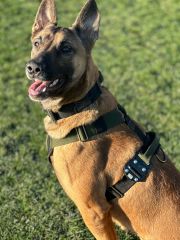 K9 Göğüş Tasması Tactical Harness. Büyük Irk Göğüs Tasması. Haki