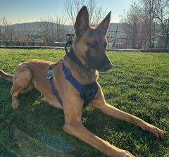 K9 Göğüş Tasması Tactical Harness. Büyük Irk Göğüs Tasması. Saks