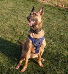 K9 Göğüş Tasması Tactical Harness. Büyük Irk Göğüs Tasması. Saks