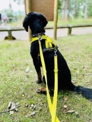 Çift kançalı köpek kayışı. (GÜMÜŞ KANÇALI)